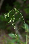 Nodding fescue